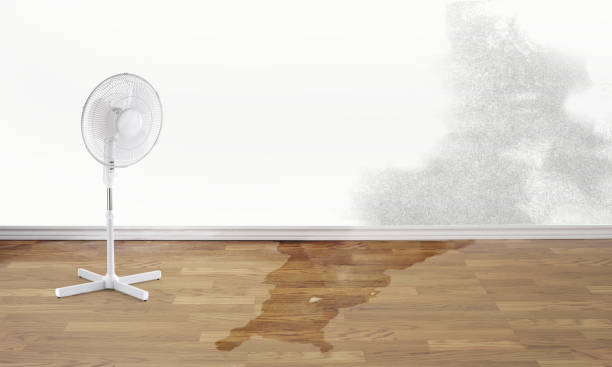 Best Water damage restoration near me  in Century, FL